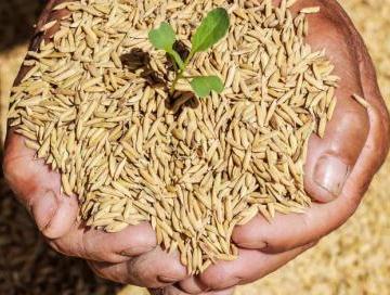 آغاز توزیع ۲ هزار تُن بذر گواهی شده برنج در استان گیلان