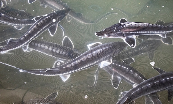 ممنوعیت صید ماهیان خاویاری در دریای خزر یک سال دیگر تمدید شد