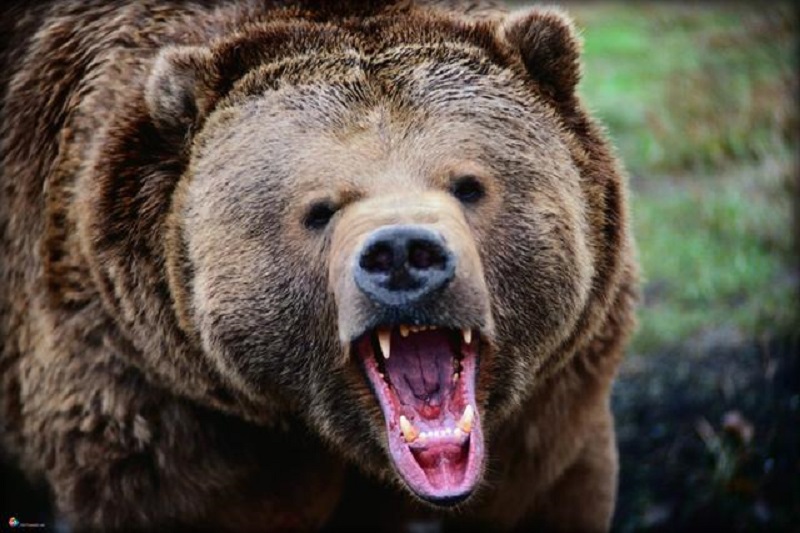 حمله خرس به یک چوپان در ماسال
