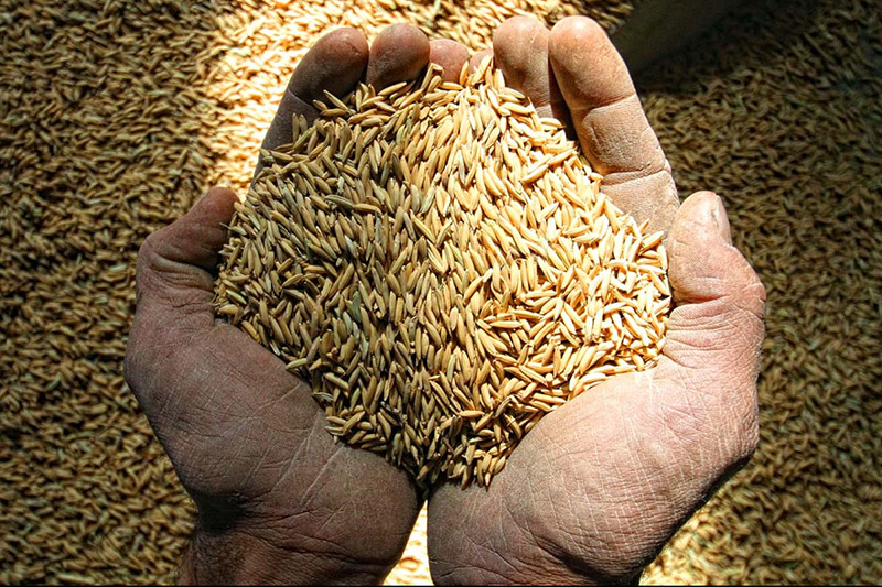 بیش از ۳۵ تن بذر گواهی شده شلتوک برنج در رضوانشهر توزیع شد