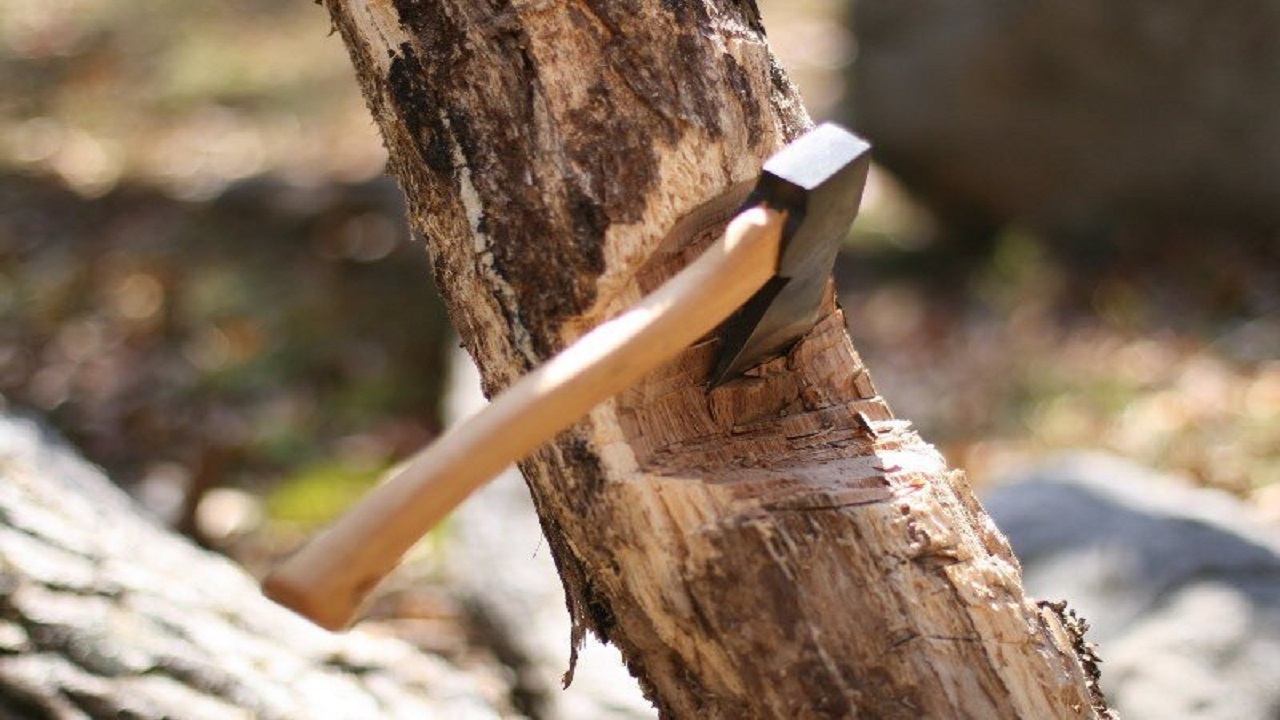 محیط زیست فومن قطع درختان توسکا در قلعه رودخان را تکذیب کرد