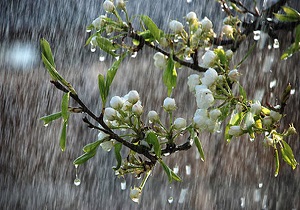 استقرار سامانه بارشی تا یکشنبه هفته آینده در گیلان