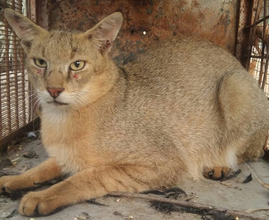 رهاسازی گربه وحشی در طبیعت صومعه سرا