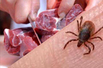 هشدار دامپزشکی گیلان در خصوص احتمال شیوع تب کریمه کنگو