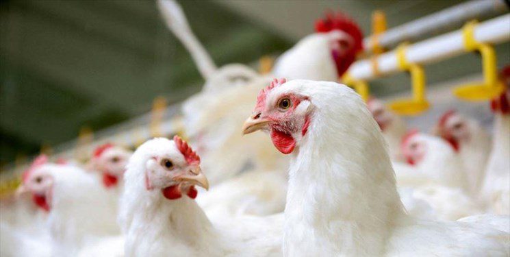 مشکلی بابت تامین مرغ در گیلان نداریم/ تولید روزانه ۶۰۰ تا ۶۵۰ تن مرغ