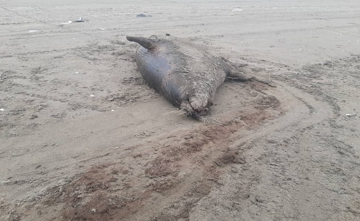 کشف لاشه فک خزری در ساحل کیاشهر