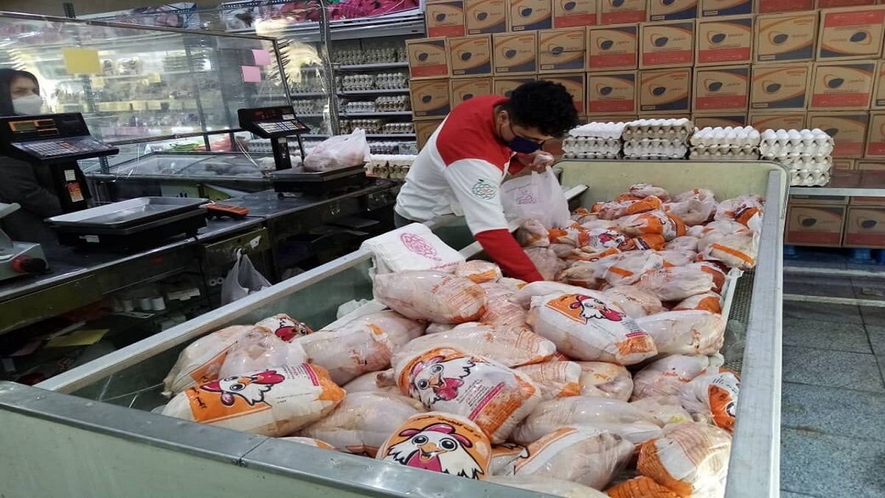 توزیع ۳۰۰ تن مرغ منجمد در گیلان
