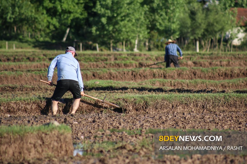 کشاورزان گیلانی در راستای تقویم زراعی لایروبی انهار را جدی بگیرند