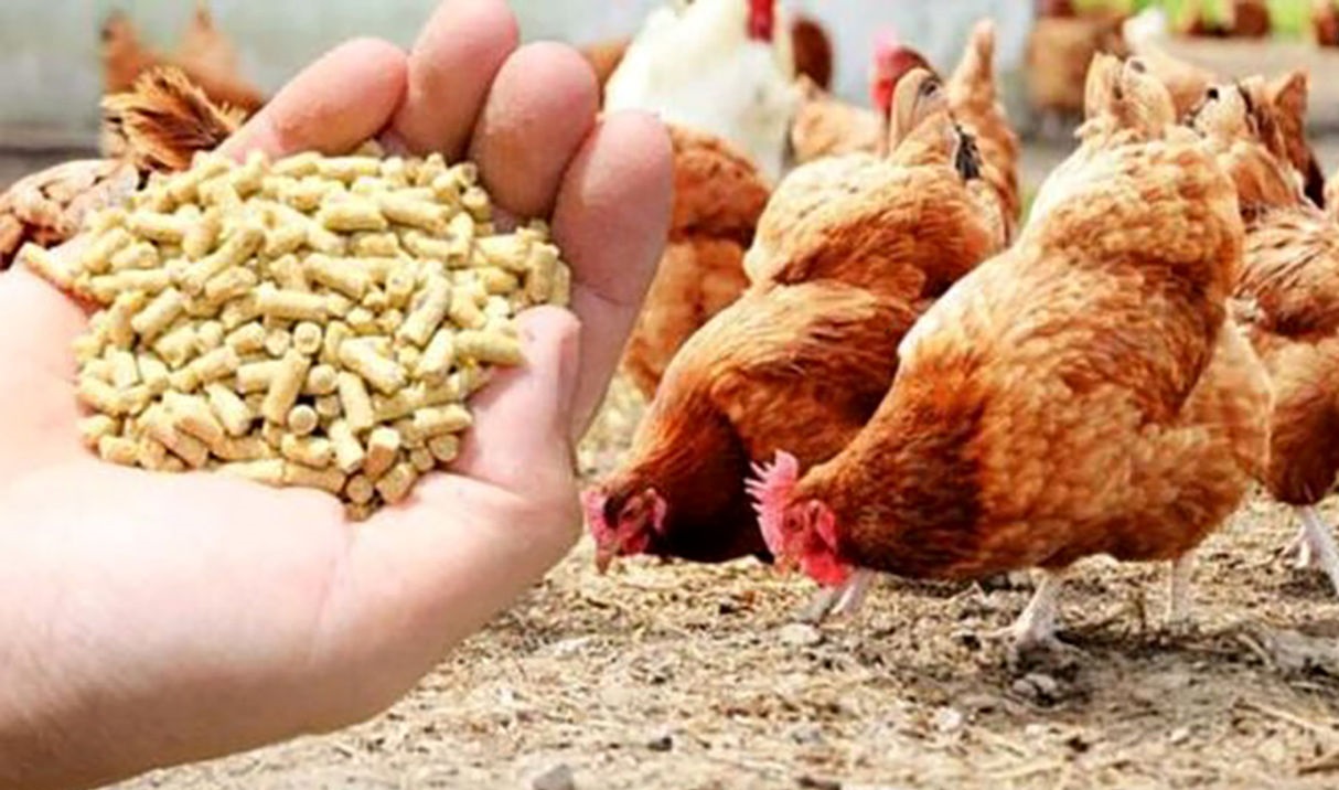 تامین نهاده دامی خریداری شده مرغداران تا ۲۱ اردیبهشت با ارز ترجیحی