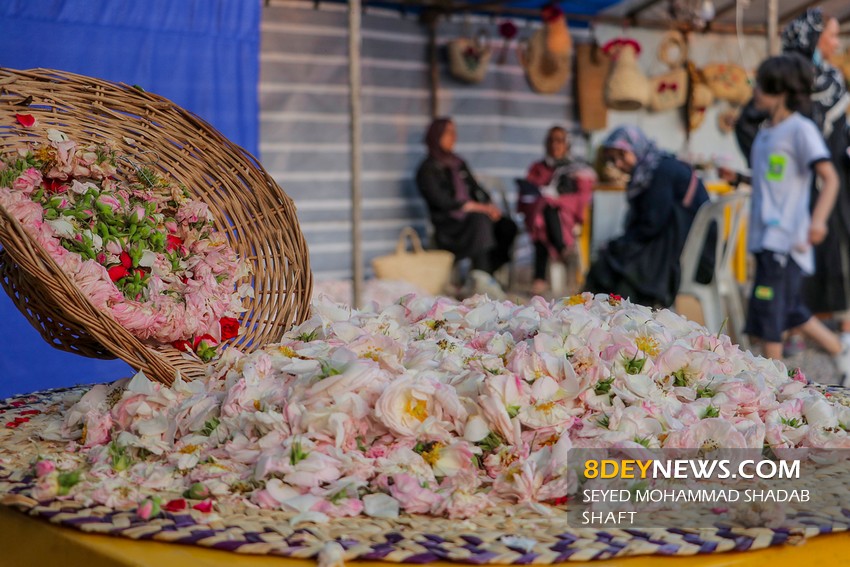 تصاویر| جشنواره گل محمدی و گلاب گیری گیلده شفت