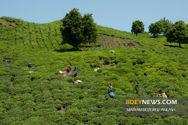 ۲۰ هزار تن چای در چین تابستان برداشت شد