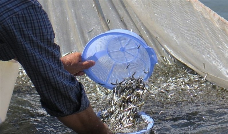یک میلیون بچه ماهی سفید در رودخانه دیناچال رضوانشهر رهاسازی شد