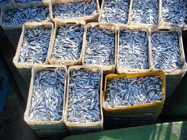 صید بیش از ۳هزار تن ماهی کیلکا در گیلان
