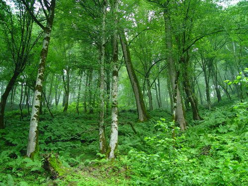 ضرورت ارائه طرح‌های عملیاتی توسعه جنگل و زراعت چوب مطابق با اقلیم گیلان