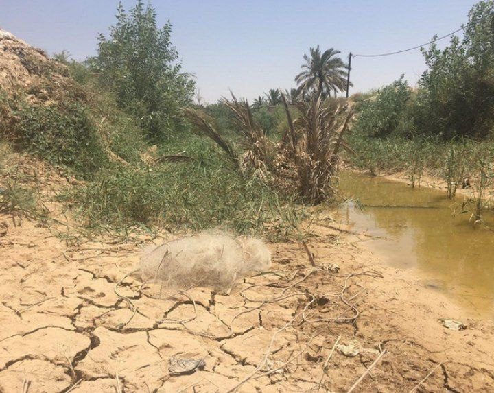 رفع تنش آبی خوزستان در گرو تغییر تفکر وزارت نیرو / تغییر الگوی کشت باید اولویت جهاد کشاورزی باشد