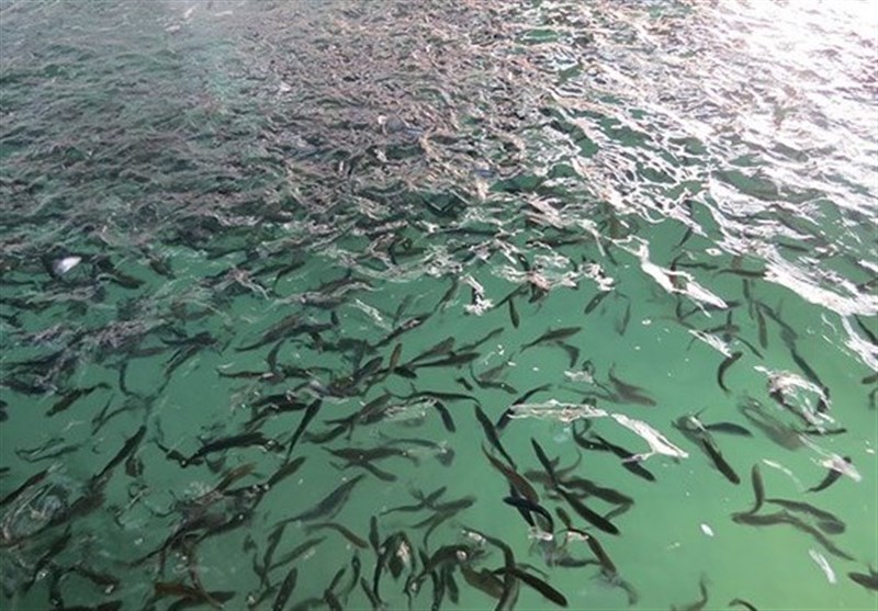 رهاسازی بیش از ۸۳ میلیون قطعه بچه ماهی استخوانی در رودخانه‌های گیلان