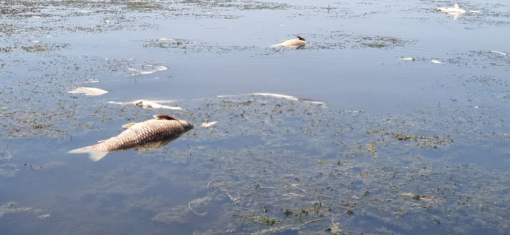 تلف‌شدن ماهیان تالاب انزلی در اثر شدت گرما