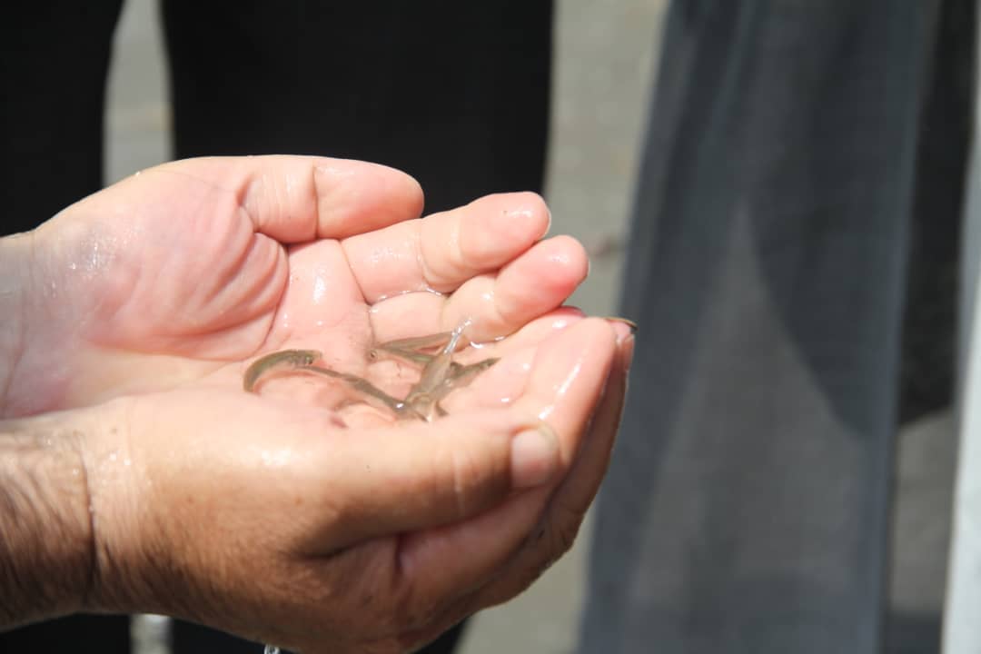 بیش از ۳ میلیون بچه ماهی در رودخانه آستارا رهاسازی شد