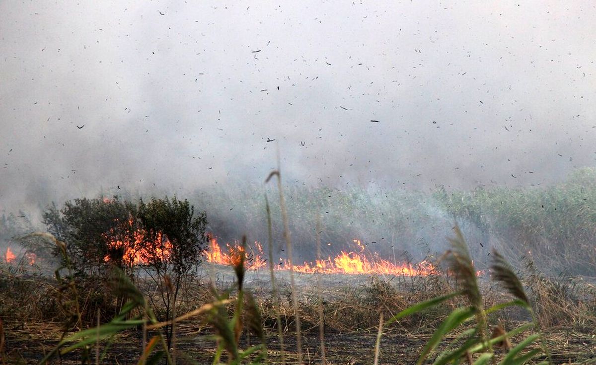 آتش سوزی ۳هکتار از جنگل‌های شهرستان‌های رشت و سیاهکل