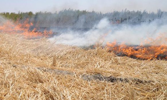 نابودی اکوسیستم مزارع با به آتش کشیدن کاه و کلش/ سرمایه ای که دود می شود
