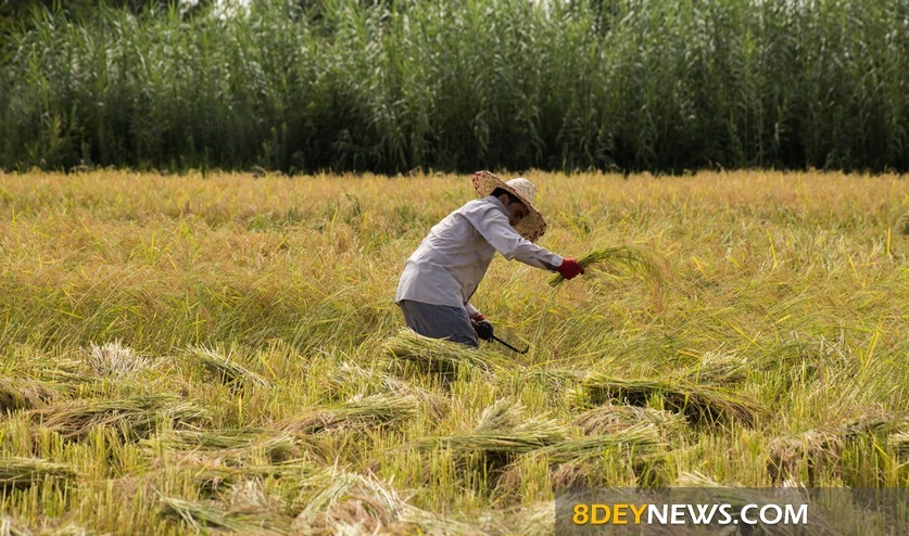 پیش بینی برداشت ۷۰۰ هزار تن برنج سفید در گیلان