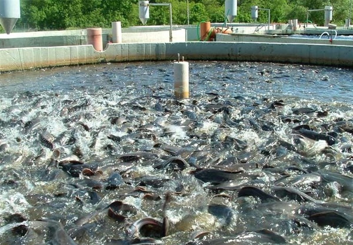 پیش بینی برداشت بیش از ۴۱ هزار تن ماهی گرمابی در گیلان
