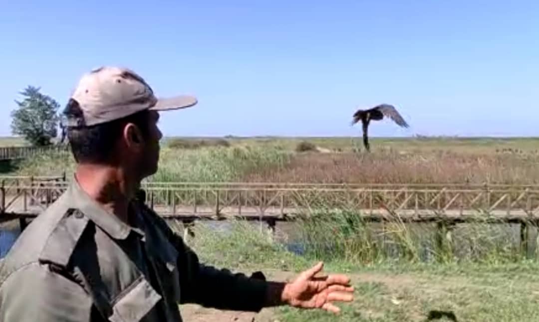 رهاسازی یک بهله پرنده شکاری لیل در بوجاق