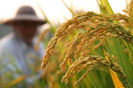 رواج “ساقه دزدی” از شالیزارهای برنج در گیلان