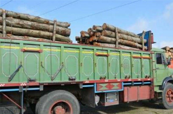 ۵ تن چوب جنگلی قاچاق در لوشان کشف شد