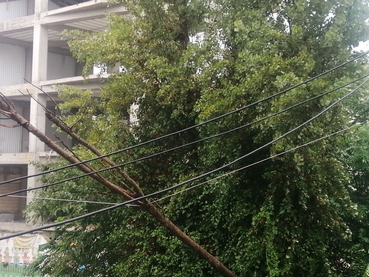 سقوط یک اصله درخت بر روی کابل برق در رشت