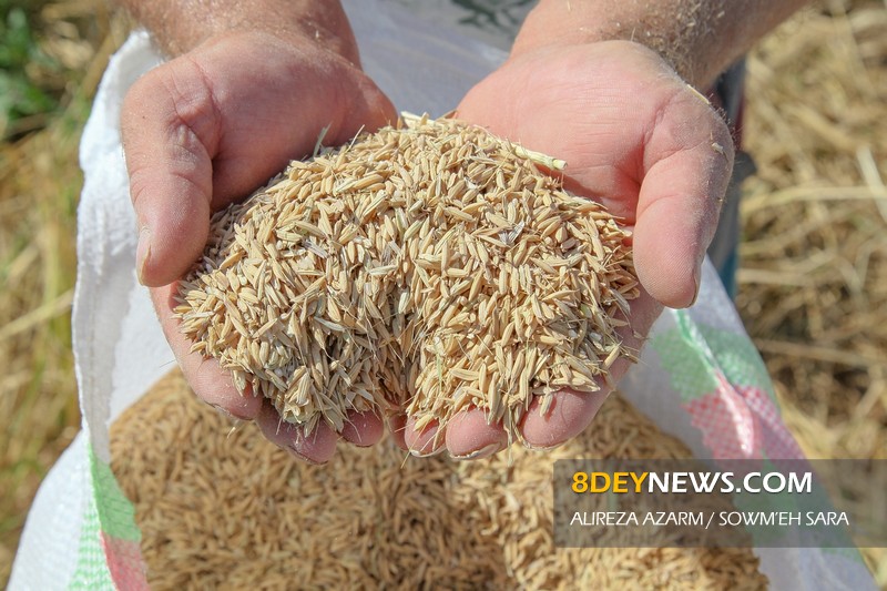 توزیع هزار و ۷۵۰ تن انواع بذر گواهی شده برنج در گیلان