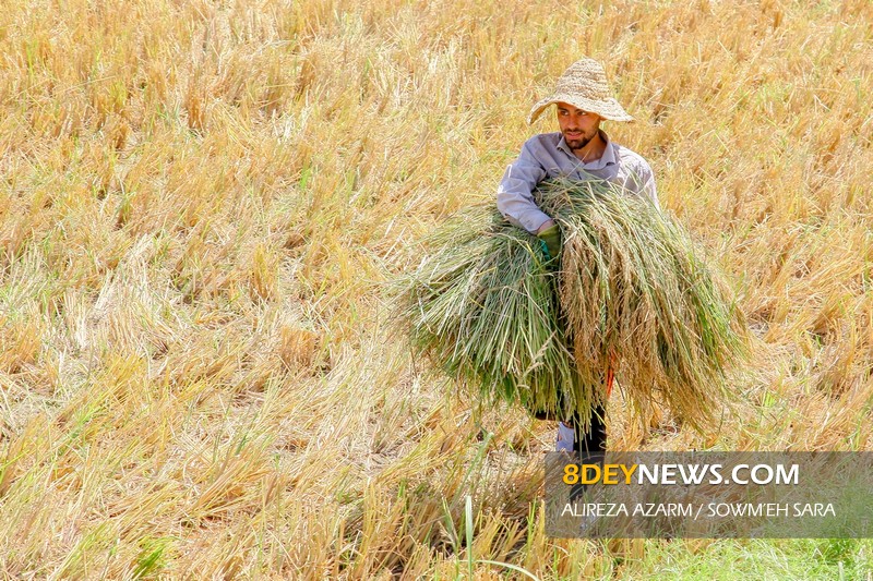 تغییرات اقلیمی محصول برنج را با چالش جدی روبرو کرده است