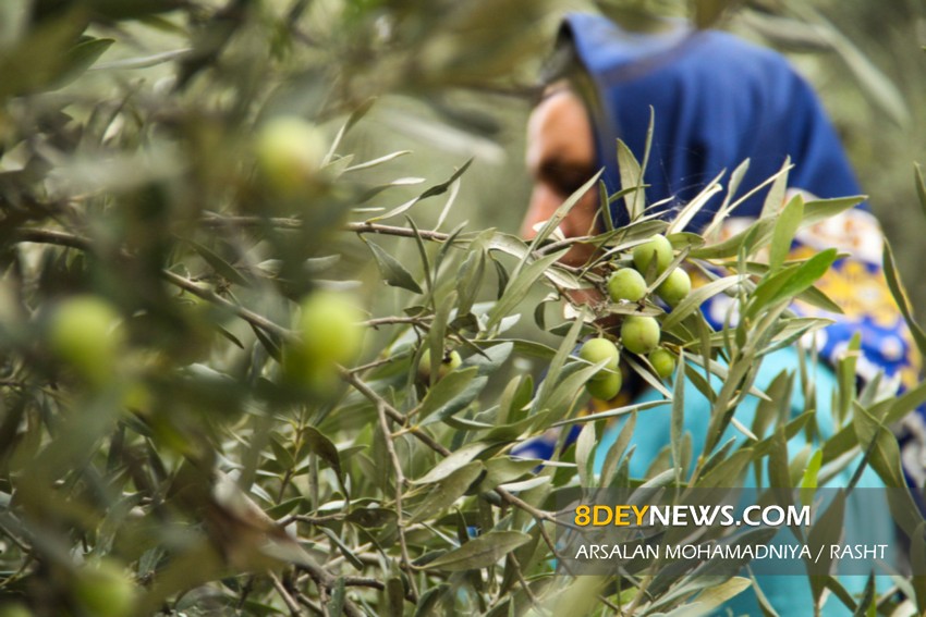 تولید زیتون در گیلان به بیش از ۳ برابر افزایش یافت است