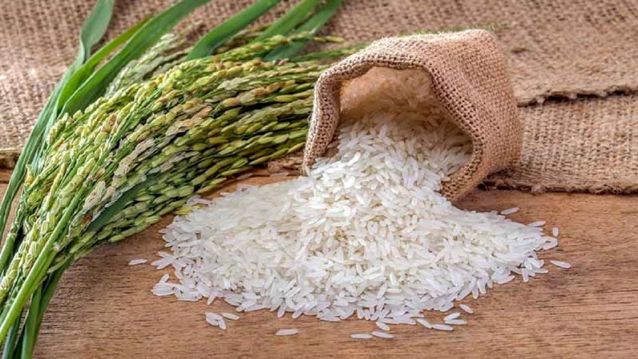 راه اندازی سامانه ارزیابی ویژگی‌های ظاهری و استاندارد برنج توسط محققان گیلانی