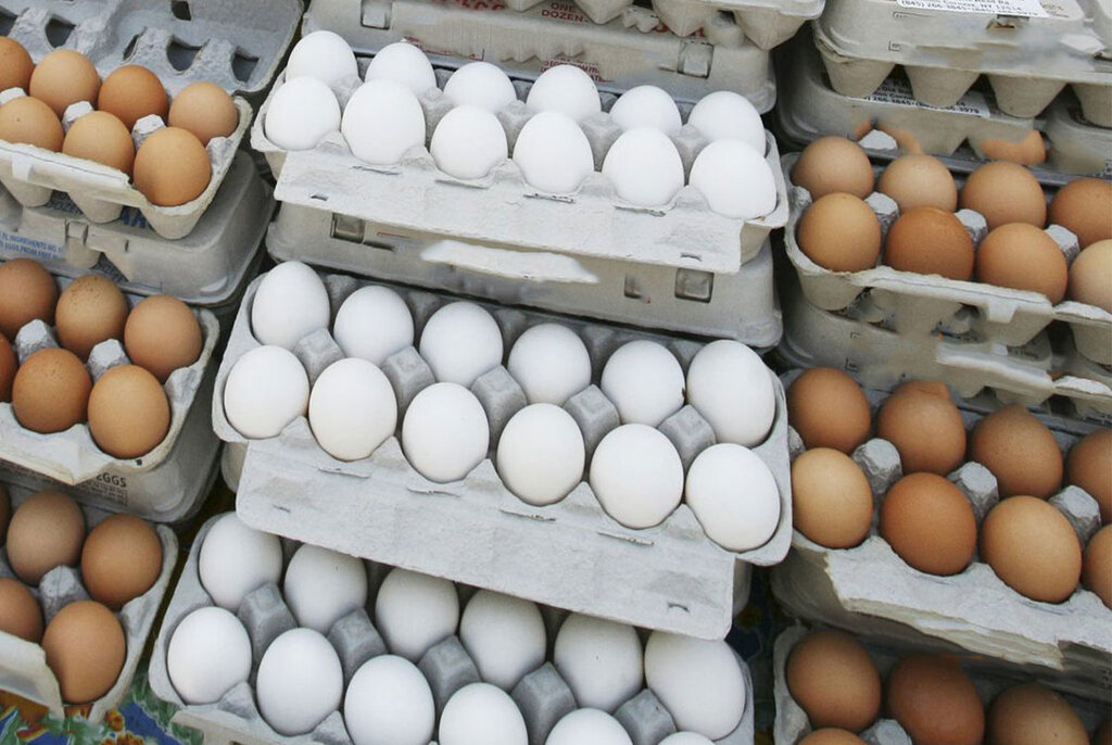 جدیدترین قیمت تخم مرغ در بازار | قیمت واقعی یک شانه تخم مرغ چند است؟