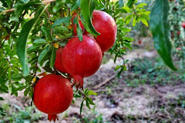 پیش بینی برداشت بیش از ۳۸۰۰ تن انار در گیلان