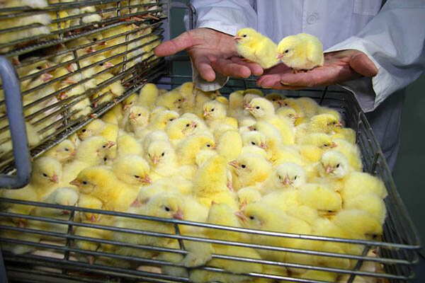 افزایش جوجه‌ریزی در مرغداری‌های کشور