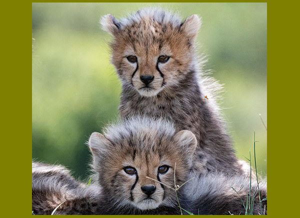 تولد غیرمنتظره ۲ توله “یوزپلنگ” در پارک ملی توران!