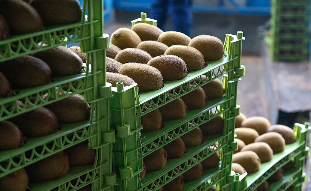 افزون بر ۵۴ هزار تن کیوی تولیدی گیلان صادر شد