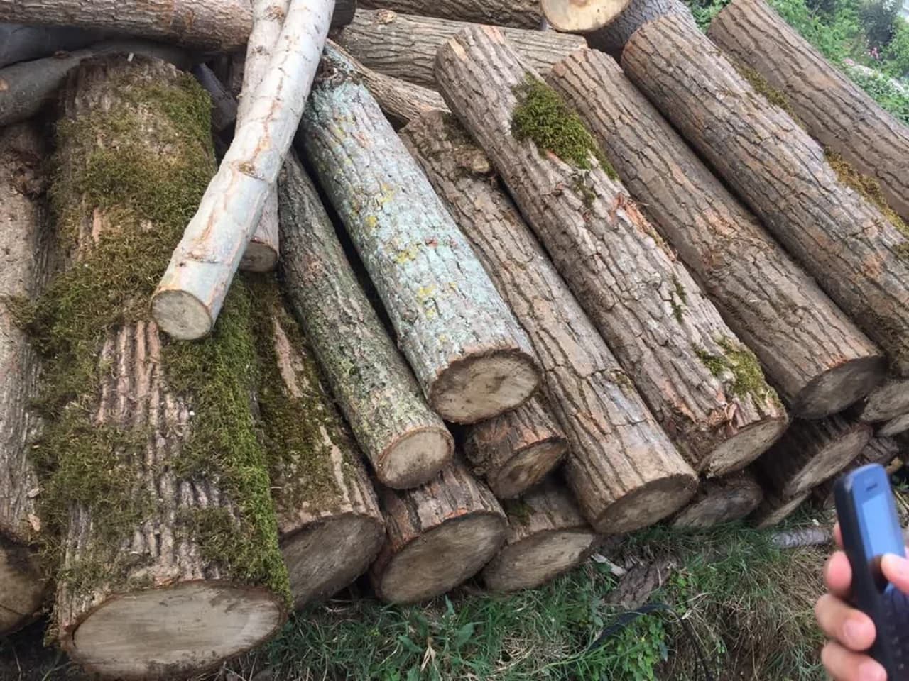 ۵ تن چوب جنگلی قاچاق در ماسال کشف شد
