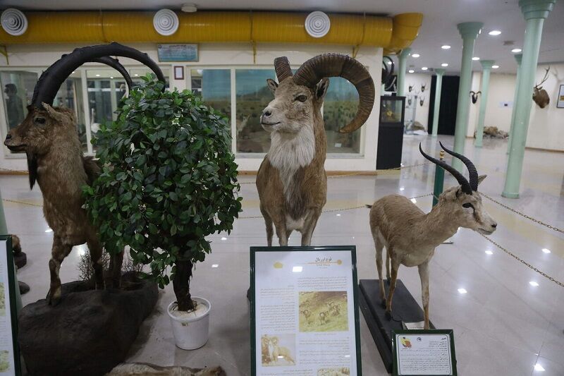بازدید رایگان از موزه تاریخ طبیعی و تنوع زیستی گیلان