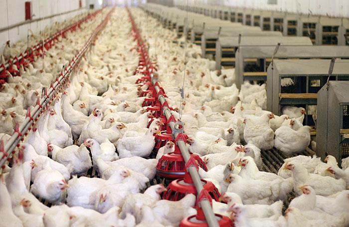 تولید مرغ در گیلان بیش از ۸ درصد افزایش یافت