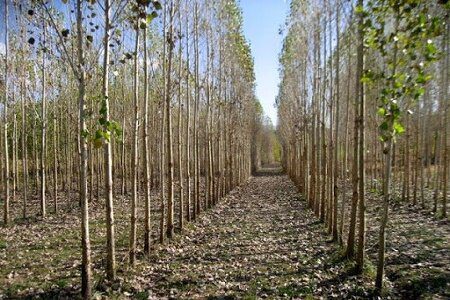 ترویج نهال‌کاری و زراعت چوب تأمین‌کننده نیاز صنایع سلولزی گیلان است