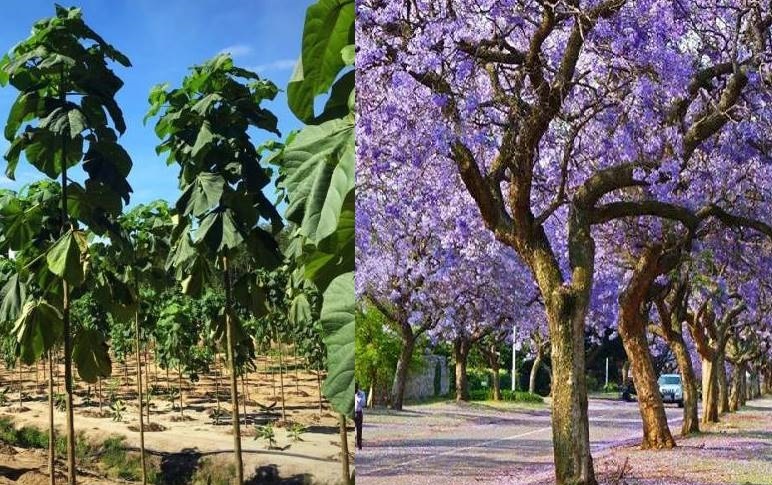 مردم درخت غیربومی «پائولونیا» را نکارند