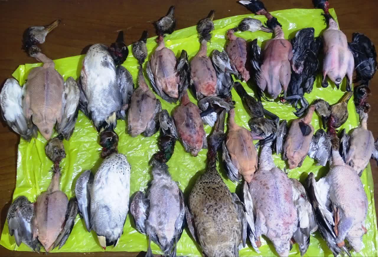منحل‌شدن بساط فروش پرندگان مهاجر در بازار لنگرود