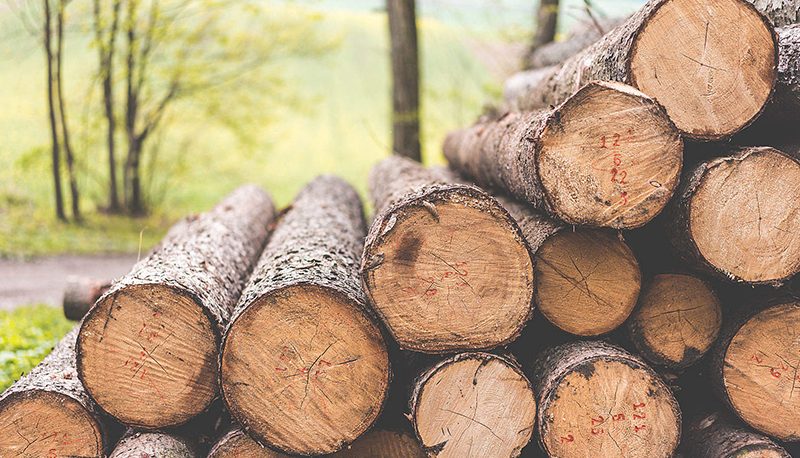 کشفیات چوب قاچاق در گیلان ۲۱ درصد افزایش یافت