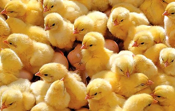 افزایش بیش از ۸ درصدی جوجه‌ریزی در مرغداری‌های گیلان