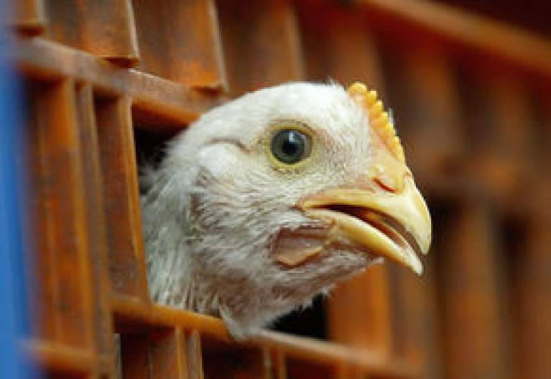 کشف بیش از ۳ تن مرغ بدون مجوز بهداشت و حمل در آستارا