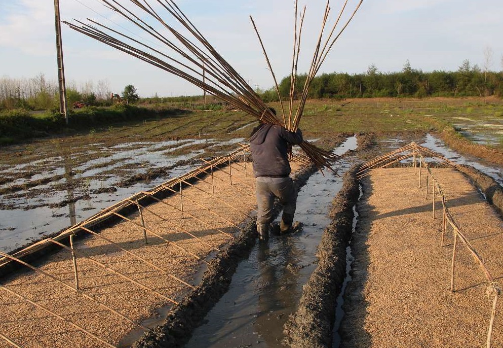 ۶۵۰ تن بذر گواهی شده برنج بین کشاورزان گیلانی توزیع شد