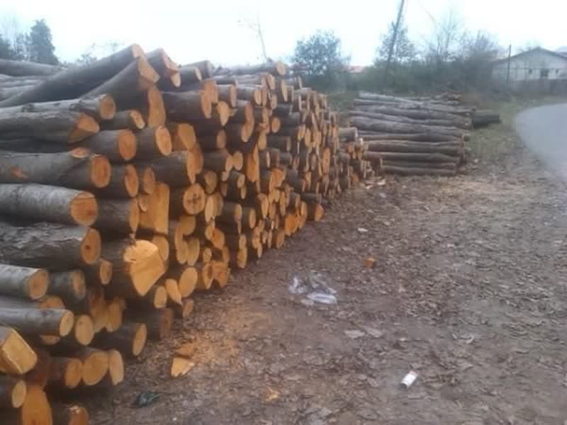 کشف ۴۷ تن چوب‌ جنگلی قاچاق در آستانه‌‌اشرفیه